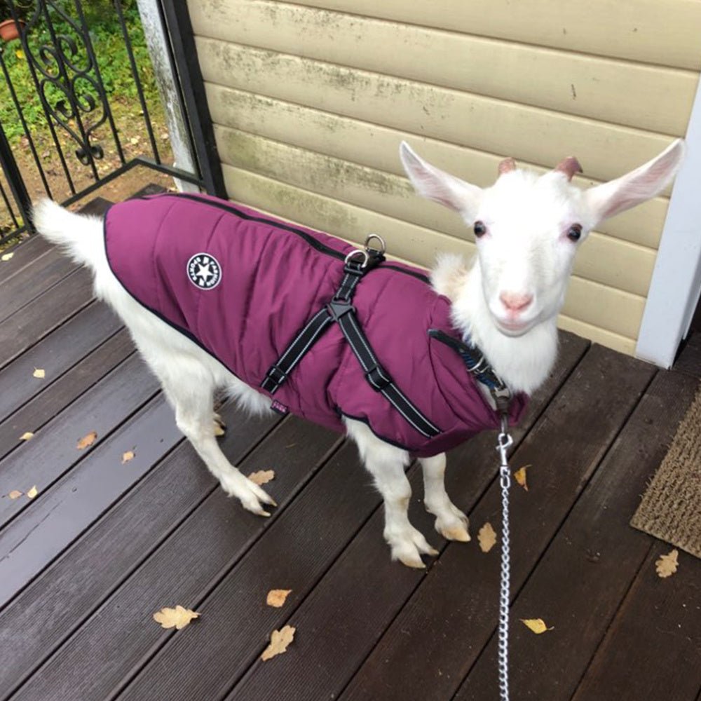🔗Dog Winter Coat with Harness – Waterproof Fleece Padded Jacket - Katchy Vibez
